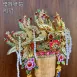 優質安金紙帽