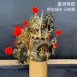 臺灣柳絲帽_金底絨球